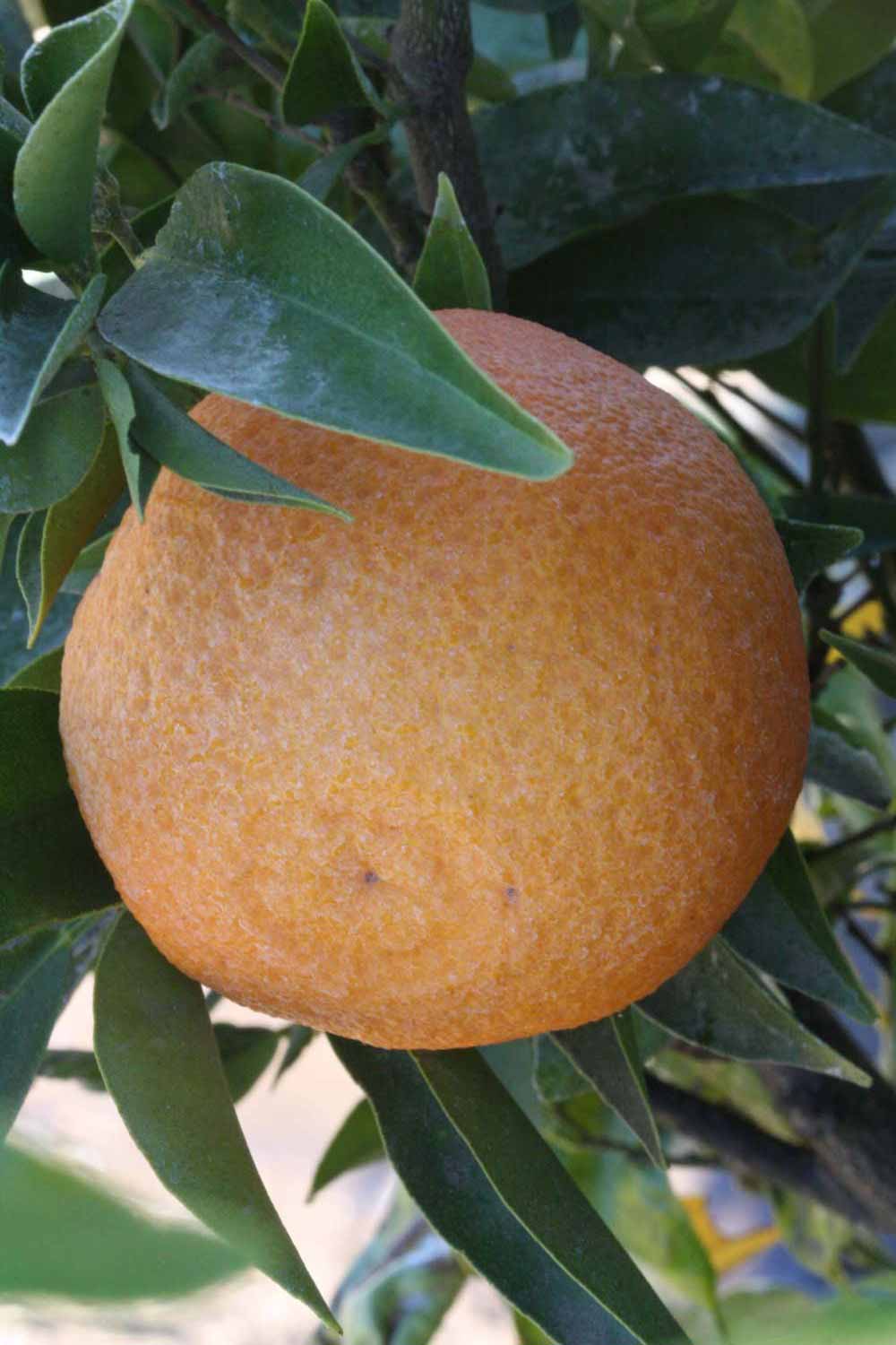              Fruit (Riverside, CA)       